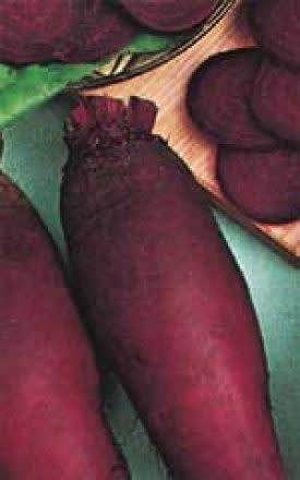 Cylandra Organic Beet Seeds