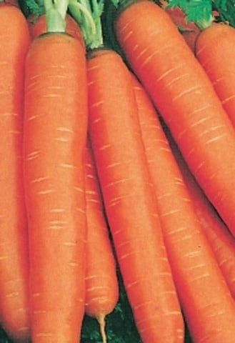 Nantes Organic Carrot Seeds