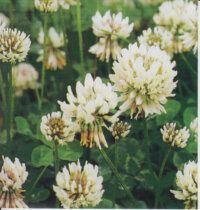 White Clover Seeds 6735- Large Packet (4x5")