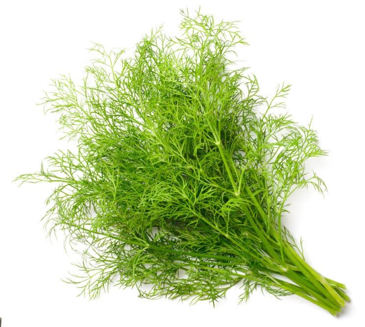 Organic Dill Seeds