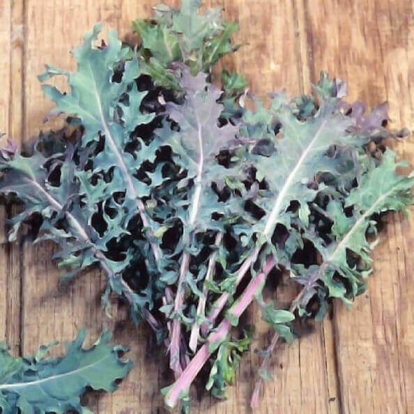 Red Russian Organic Kale Seeds