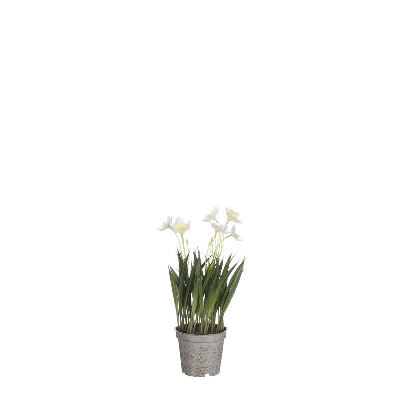 Daffodil in Pot Cream - l26xd8.5cm