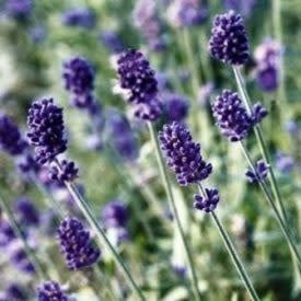Vincenza Blue Lavender Seeds 6527