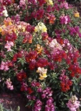 Magic Carpet Snapdragon Seeds