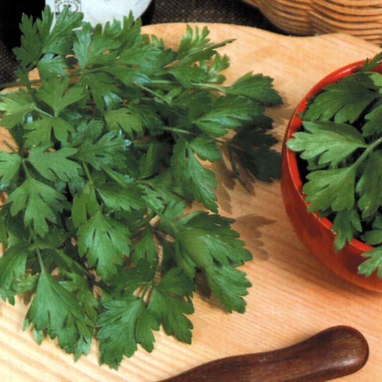 Italian Plain Leaved Organic Parsley Seeds