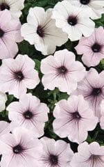 Tidal Wave Petunia Seeds (Ground Cover Type) 5995