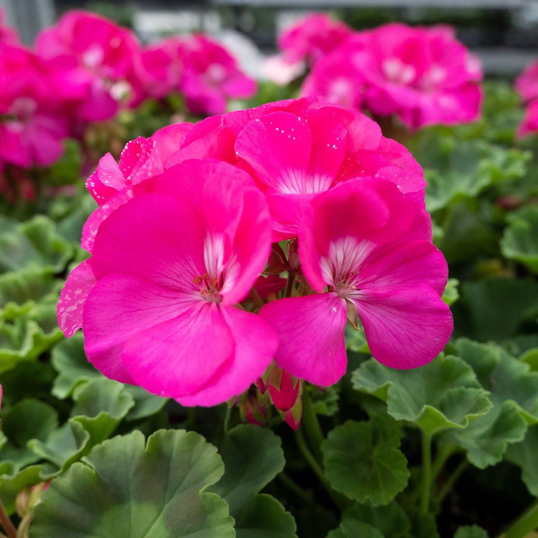 Geranium - Survivor Blue