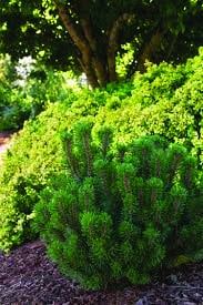 Pine - Mugo Slowmound - #5