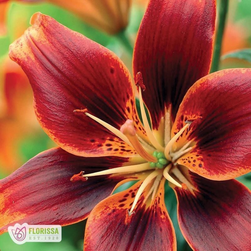 Lilium Asiatic - Forever Susan