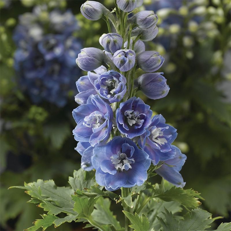 Delphinium - Blue Light White