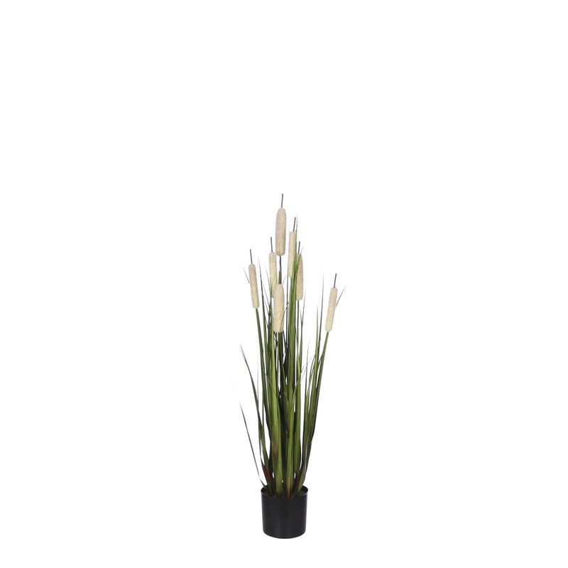 Cattail Grass in Pot - Cream - h90xd25cm