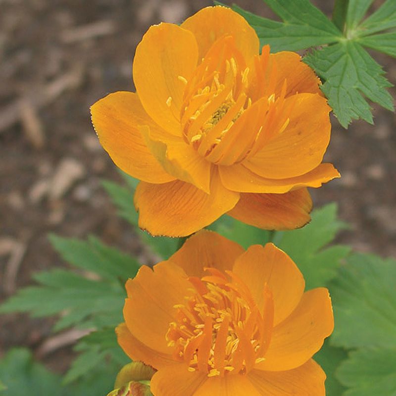 Trollius (Globe Flower) - Chinensis Golden Queen