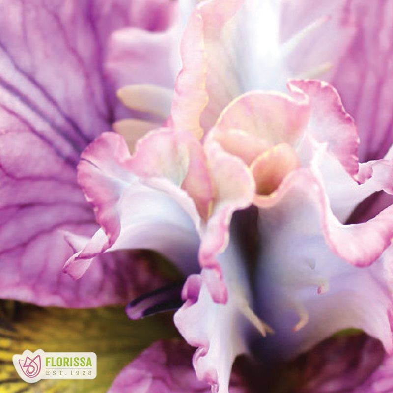 Iris Sibirica - On Mulberry Street
