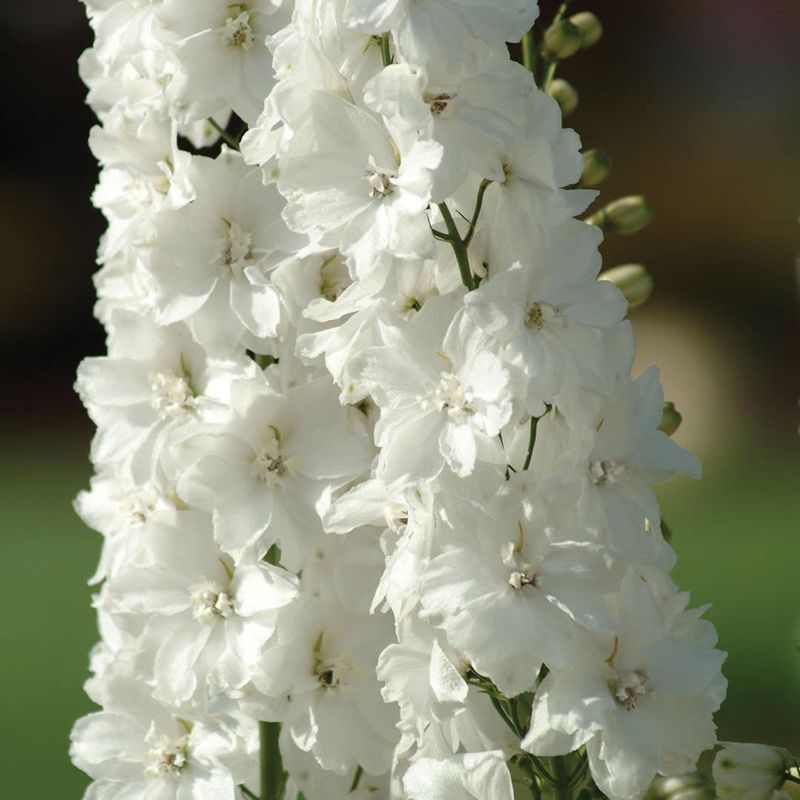 Delphinium - Magic Fountain White Pure