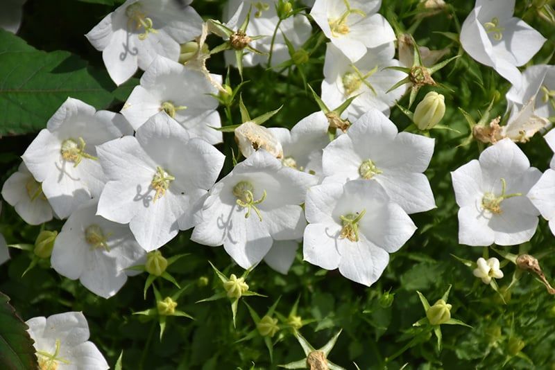 Campanula Carpatica - White Clips