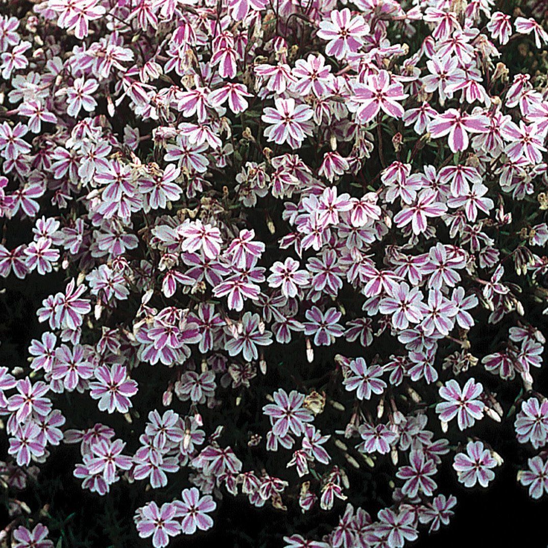 Phlox Subulata - Candy Stripe
