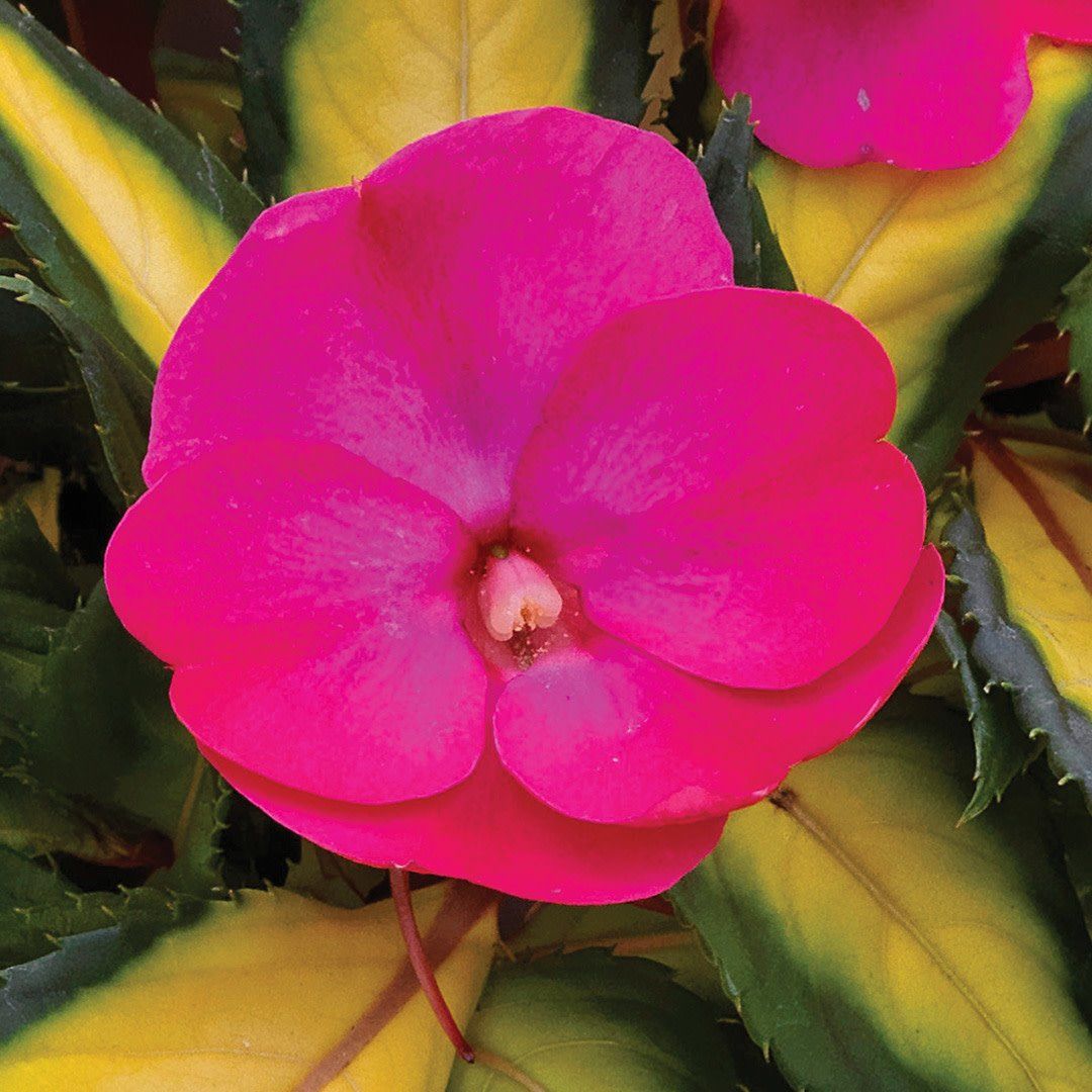 Impatiens - Sunpatiens Compact Tropical Rose