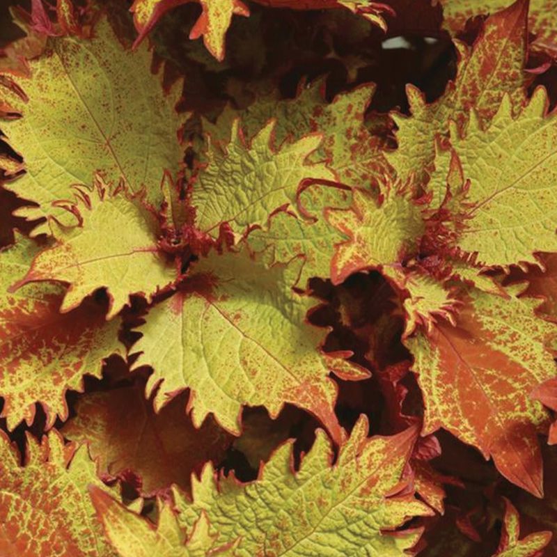 Coleus - Henna