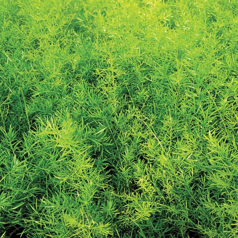 Asparagus - Sprengerii