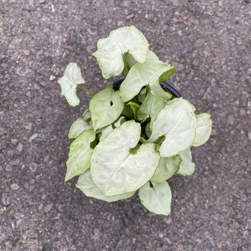 Nephthytis-Moonshine - 4"