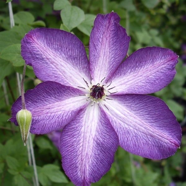 Clematis - Vit Venosa Viol - #1 - NO WARRANTY