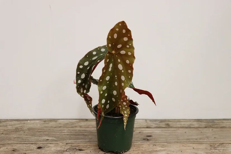 Begonia Maculata - 4&quot;