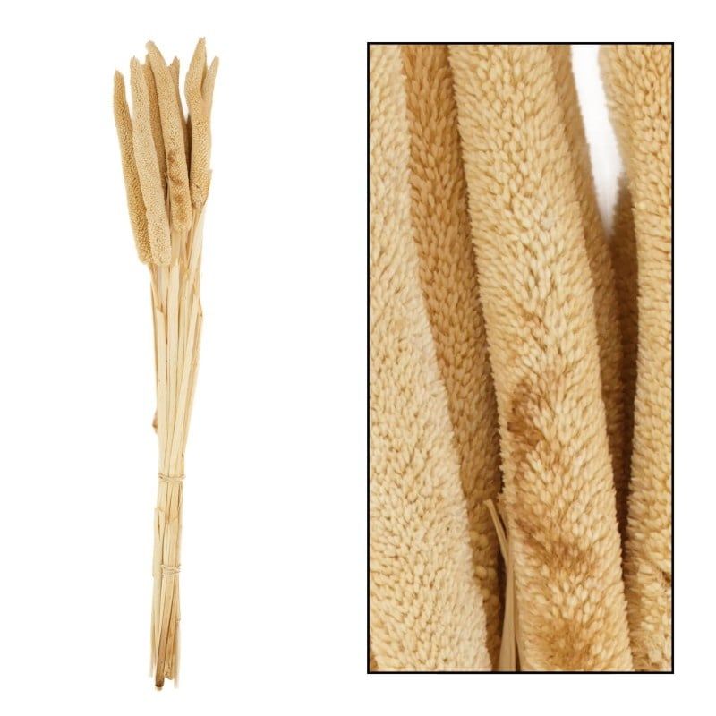 Babala  - 10pc Bleached 70x15x5cm