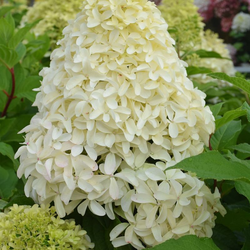 Hydrangea - Quick Fire Fab - 8&quot;