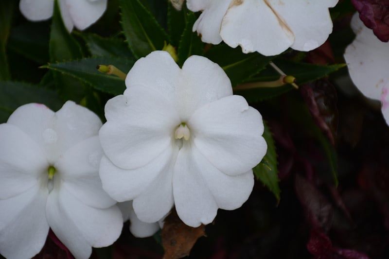 Impatiens - Sunpatiens Compact White