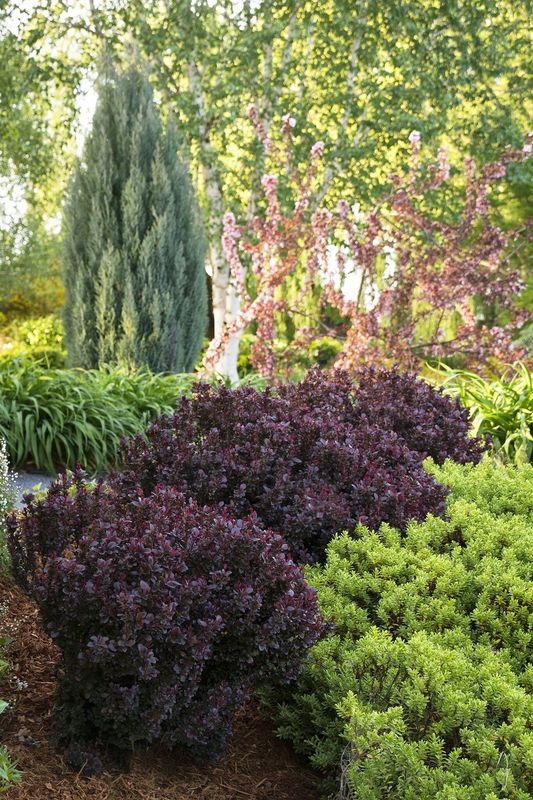 Barberry - Concorde - 8&quot;
