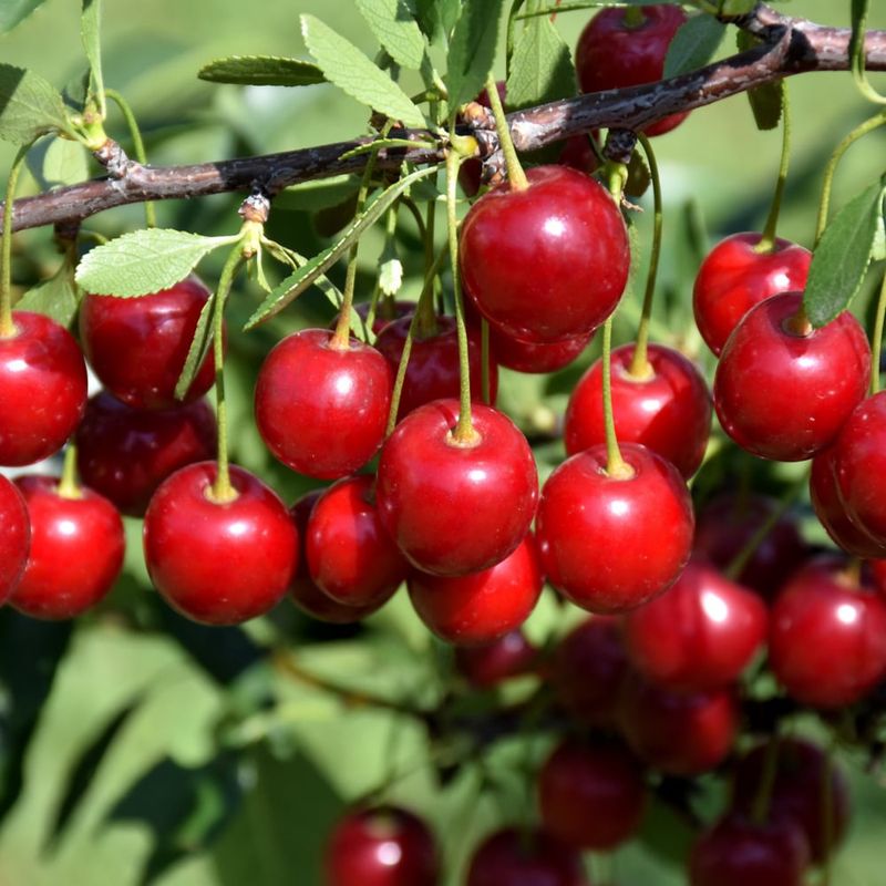 Cherry - Crimson Passion - 8&quot; - NO WARRANTY