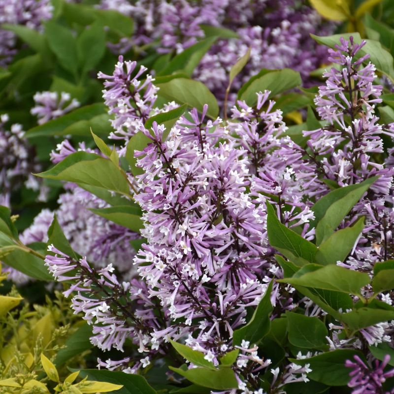 Lilac - Baby Kim - 8"