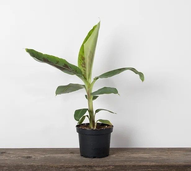 Banana - Dwarf Cavendish - 6&#39;&#39;