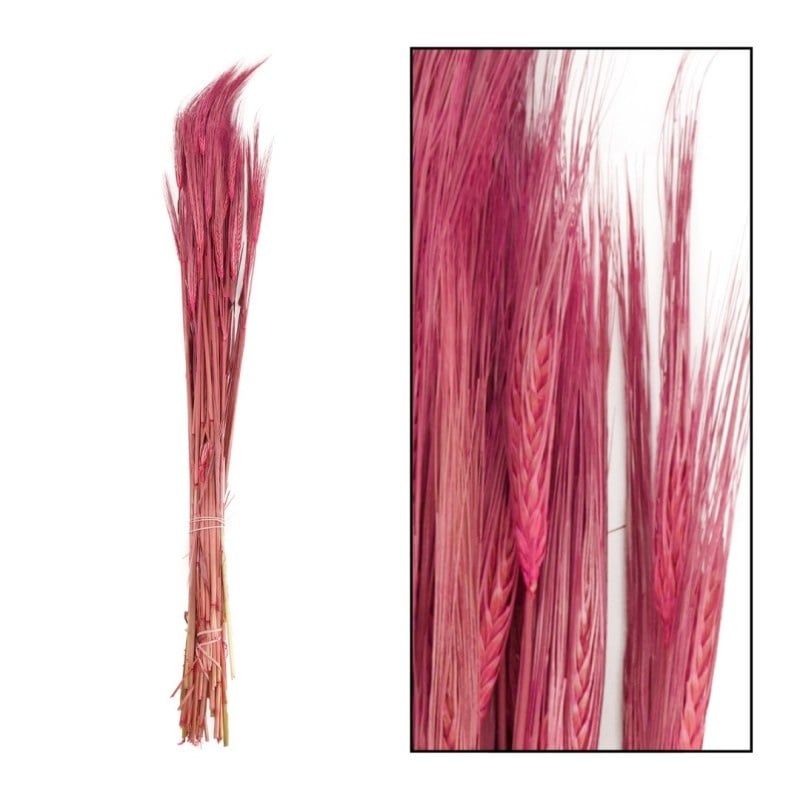 Hordeum Bunch Dark Pink