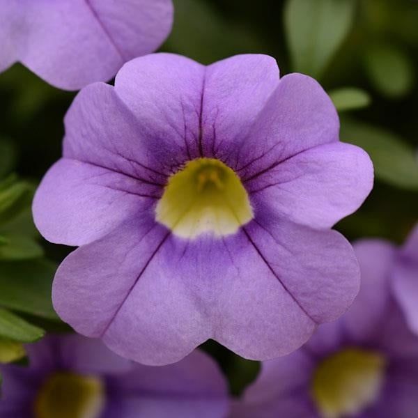 Calibrachoa - Cabaret Blue Sky
