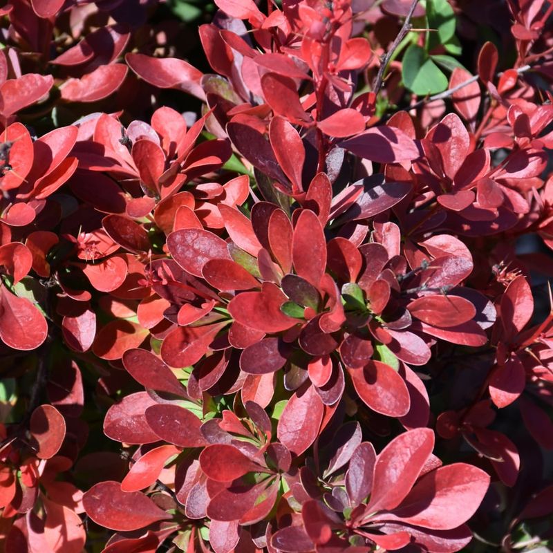 Barberry - Cherry Bomb - 8&quot;