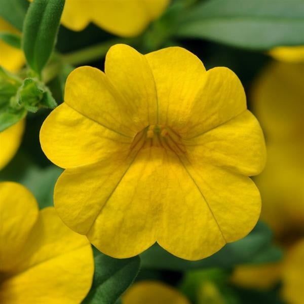 Calibrachoa - Cabaret Deep Yellow