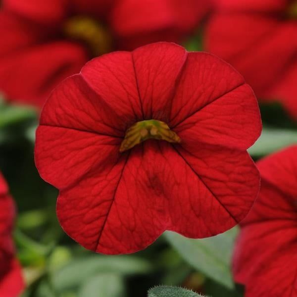 Calibrachoa - Cabaret Bright Red