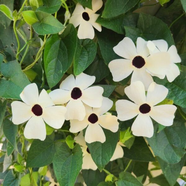 Thunbergia - Coconut A-peel