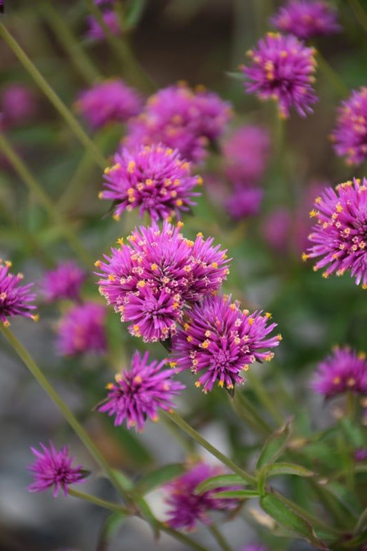 Gomphrena - Truffula Pink