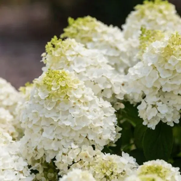Hydrangea - Little Hottie - 8"