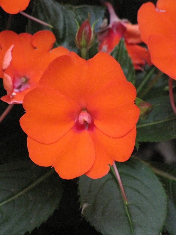 Impatiens - Sunpatiens Compact Orange Electric