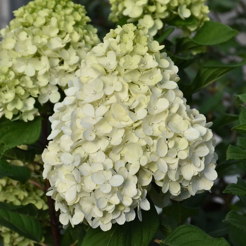 Hydrangea - Little Lime Punch - 8&quot;