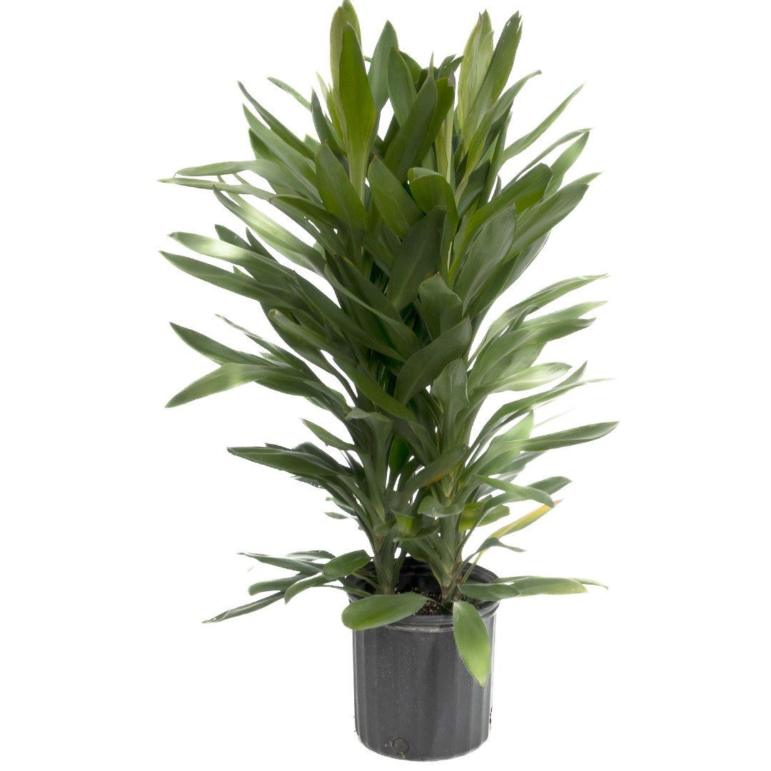 Dracaena - Cordyline Glauca - 10&quot;
