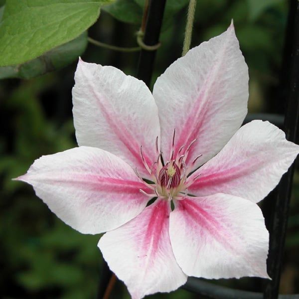 Clematis - Pink Fantasy - #1 - NO WARRANTY