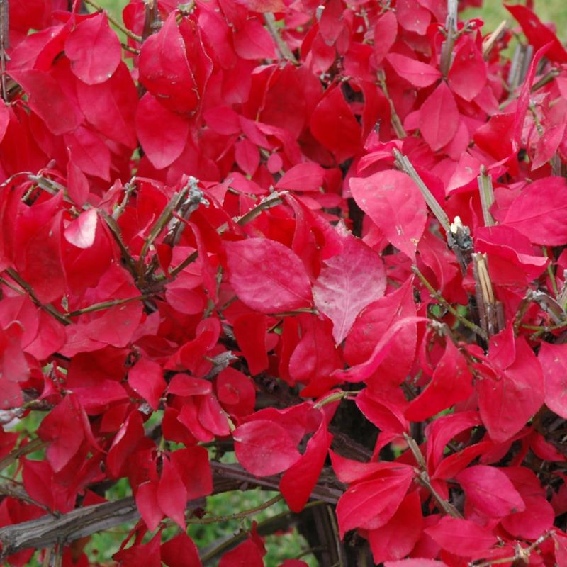 Burning Bush - Dwarf - 8&quot;