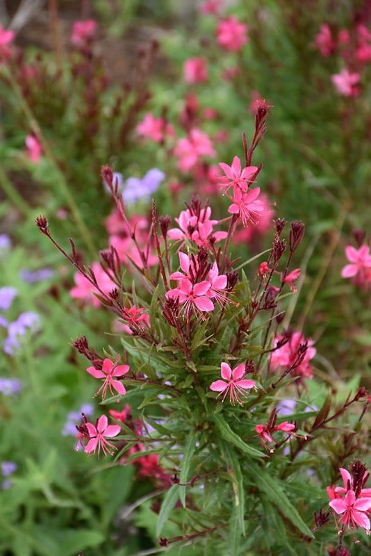 Gaura - Lind Belleza Dark Pink