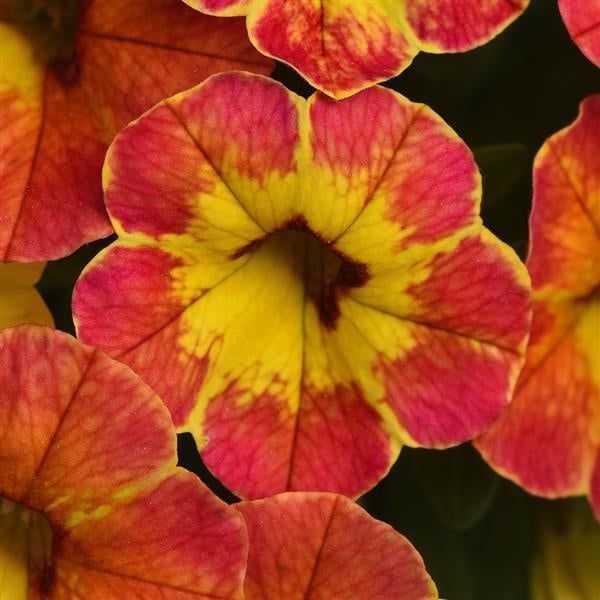 Calibrachoa - Cabaret Diva Orange
