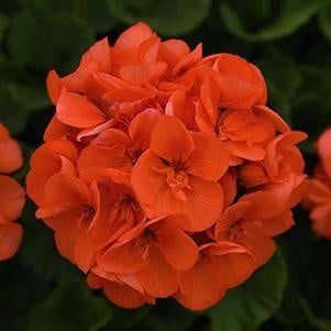 Geranium - Survivor Orange