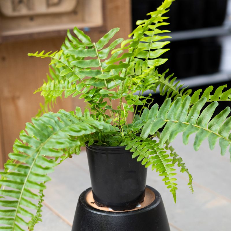 Fern Asst - 3.5"